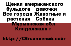 Щенки американского бульдога ( девочки) - Все города Животные и растения » Собаки   . Мурманская обл.,Кандалакша г.